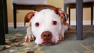 sad dog